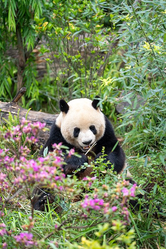 大熊猫 · Giant Panda