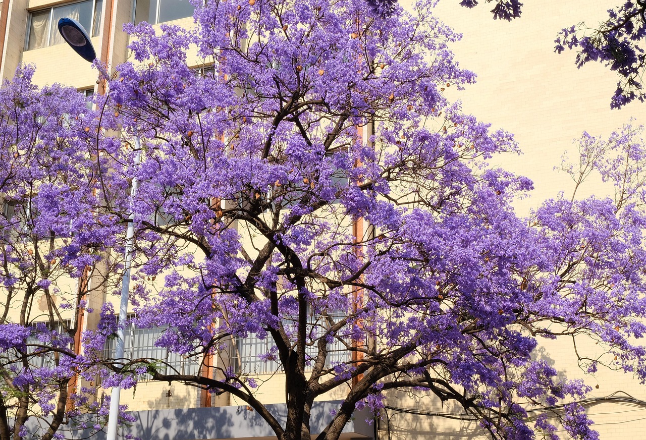 蓝花楹街道 · Jacaranda Avenue
