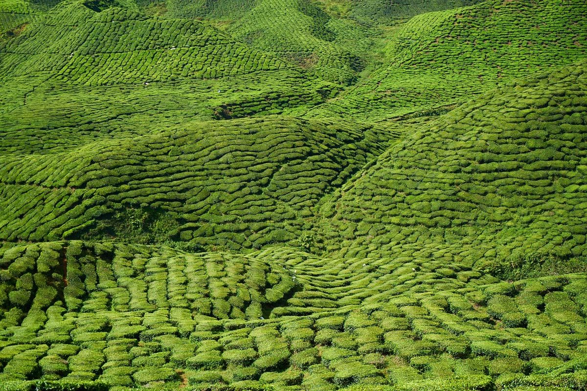 龙井茶园 · Longjing Tea Fields