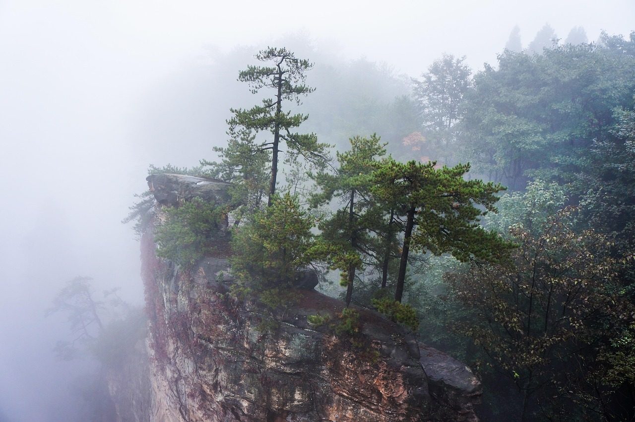 崖顶奇松 · Pine on the Cliff